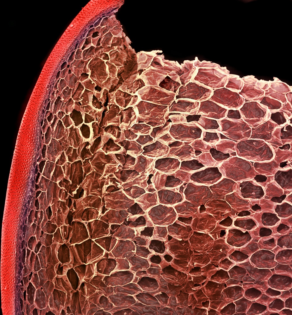 7 Foto melalui mikroskop makanan, menarik dipandang tapi menyeramkan