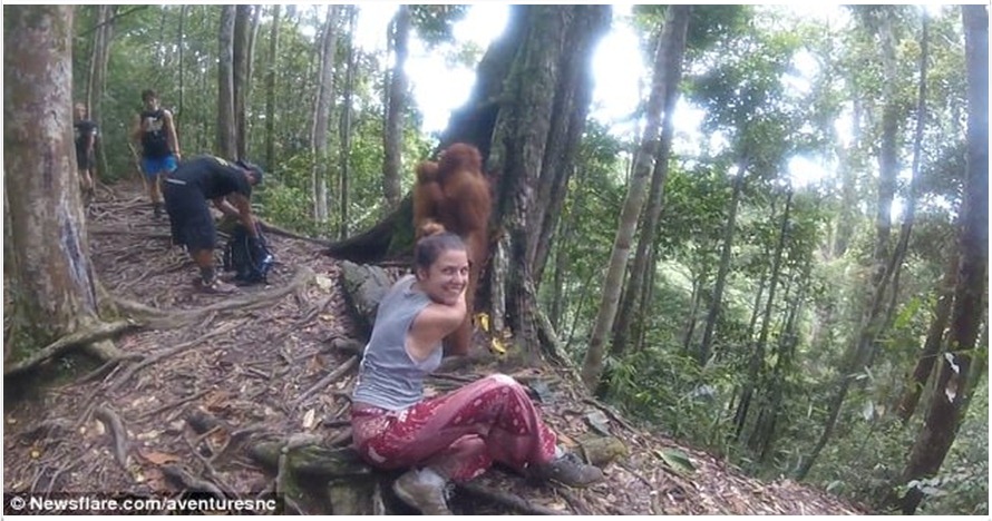 Orangutan ini cengkeram tangan turis wanita dan hendak menggigitnya