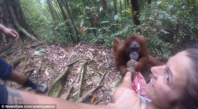 Orangutan ini cengkeram tangan turis wanita dan hendak menggigitnya