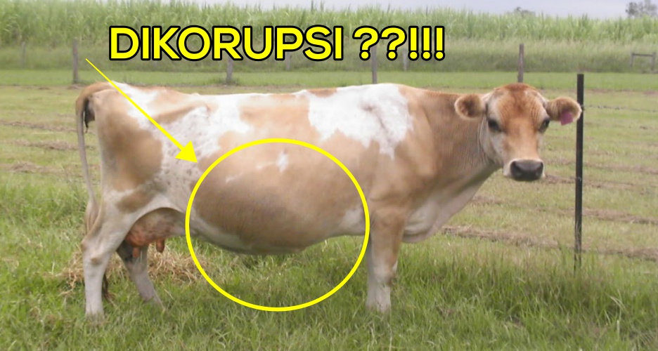 5 Korupsi aneh di Indonesia, ada korupsi pemeriksaan sapi bunting