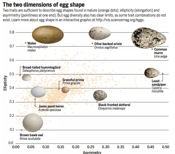 Ini alasan kenapa telur ada yang berbentuk lonjong dan bulat