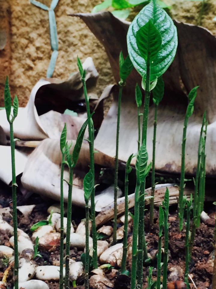 Resign kerja, gadis ini bertani penuhi kebutuhan beras satu desa