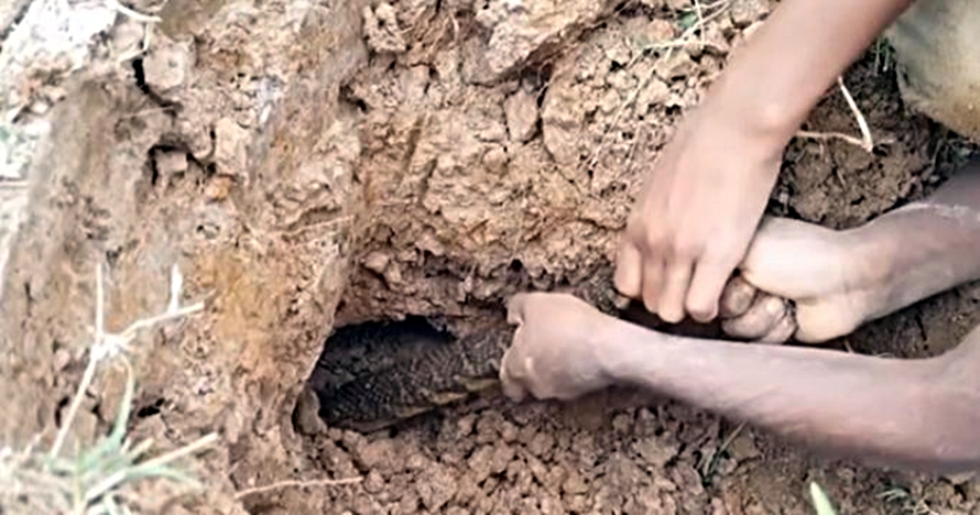 Kisah miris dua anak pencari ular untuk hidupi keluarga