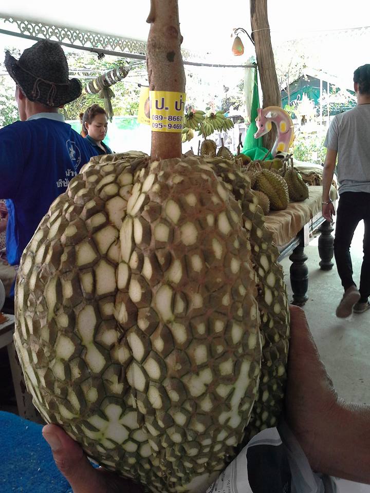 Trik petani ini layak ditiru, hilangkan duri durian dalam 5 menit saja