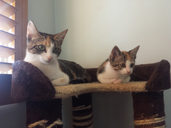 18 Foto kucing bersama induknya ini berpose serasi, bikin gemes dah