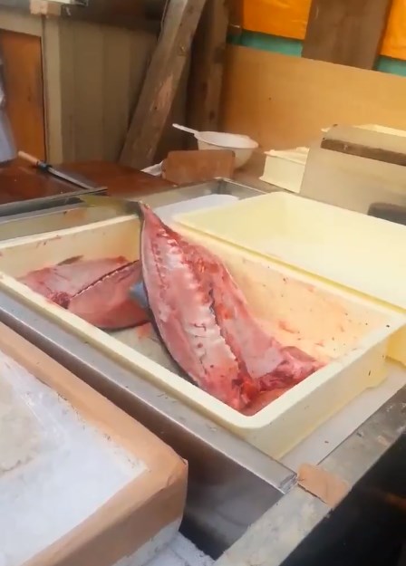 Video ikan sudah dibelah dan dipotong kepalanya masih loncat-loncat