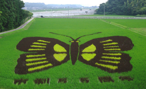 8 Foto sawah ini bukti petani di Jepang kreatifnya kebangetan
