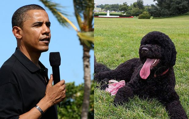 Ini binatang peliharaan 10 pemimpin dunia, dari kodok hingga babi