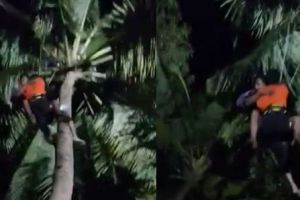 Cerita kakek tak bisa turun dari pohon kelapa 10 meter yang dipanjat