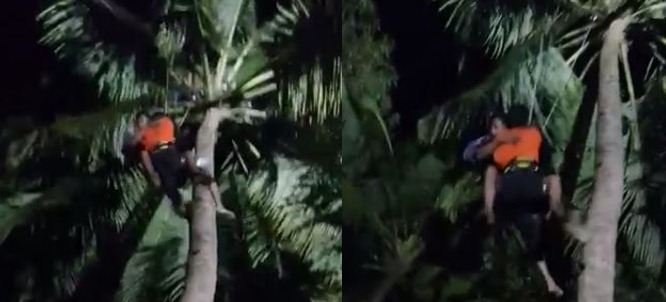 Cerita kakek tak bisa turun dari pohon kelapa 10 meter yang dipanjat