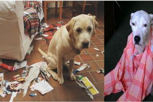 15 Hewan ini 'ngaku salah' sehabis bikin kekacauan, melas banget