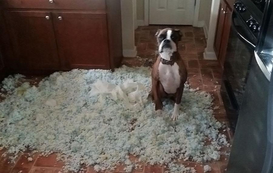 15 Hewan ini 'ngaku salah' sehabis bikin kekacauan, melas banget