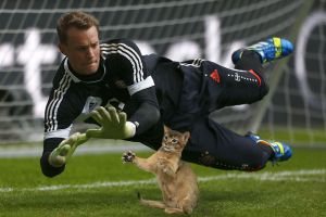 10 Foto editan seandainya bola untuk sepakbola diganti jadi kucing