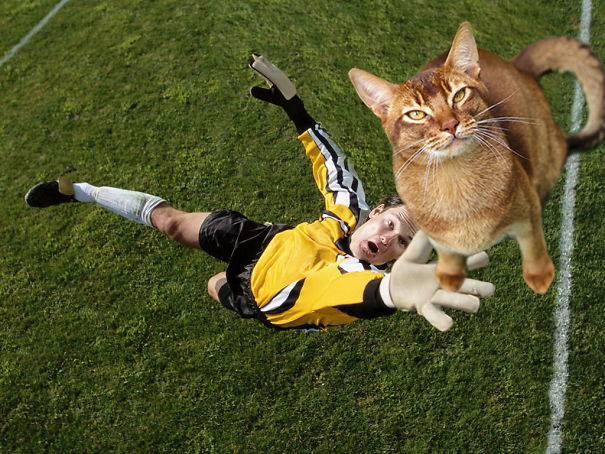 10 Foto editan seandainya bola untuk sepakbola diganti jadi kucing