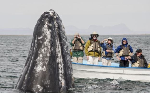 8 Potret uniknya wisata sentuh paus, terlihat jinak banget