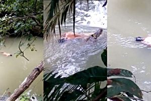 Kapolsek Talisayan pastikan Syarifuddin tewas karena diterkam buaya