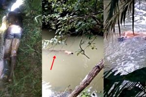 Makin sering hewan memangsa manusia, apa yang sebenarnya terjadi?