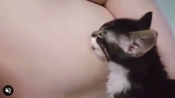 Kamu bakal geli saat tahu apa yang dilakukan kucing ke cowok ini