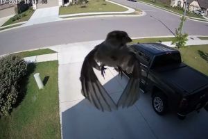 Bukannya terbang, burung ini justru terlihat melayang