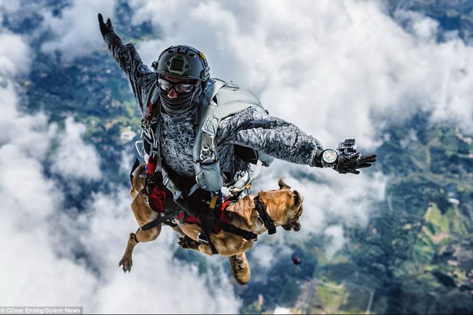 7 Potret anjing militer latihan terjun, bikin ikut tegang melihatnya