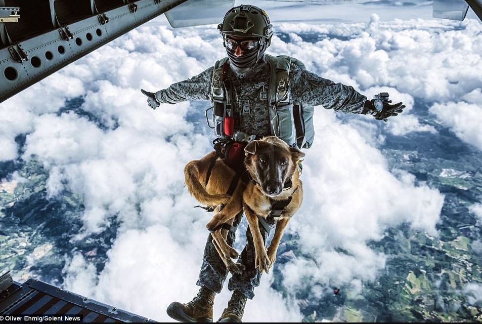 7 Potret anjing militer latihan terjun, bikin ikut tegang melihatnya