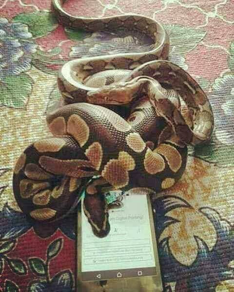 Tak cuma meme, ini 7 pelesetan fenomena ketik #RAN di FB