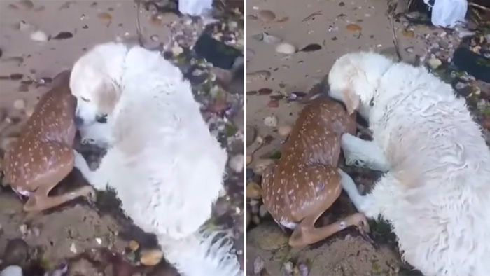Aksi anjing selamatkan anak rusa ini bakal gugah rasa kepedulianmu