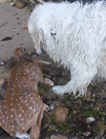 Aksi anjing selamatkan anak rusa ini bakal gugah rasa kepedulianmu