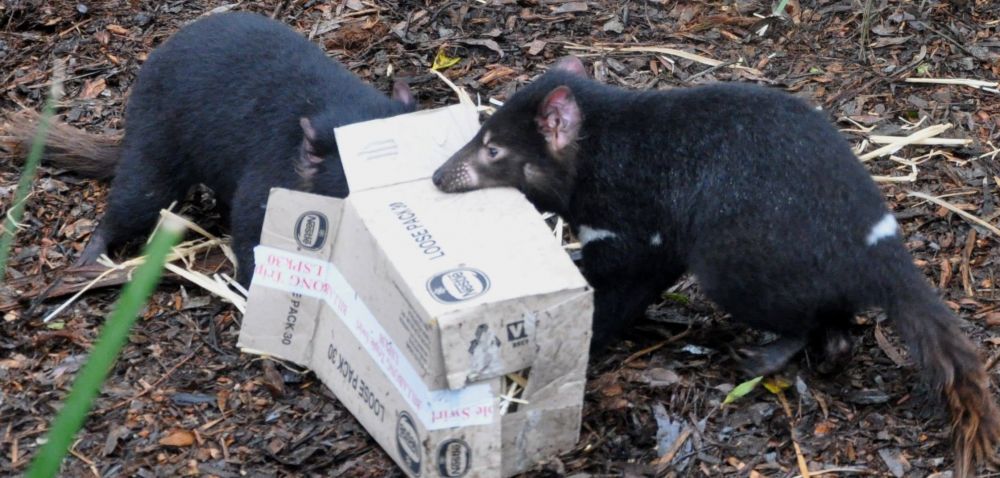 Ini wujud Tasmanian Devils, karakter di Looney Tunes, di dunia nyata