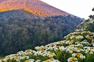 Kasus edelweis dan larangan-larangan penting saat mendaki gunung