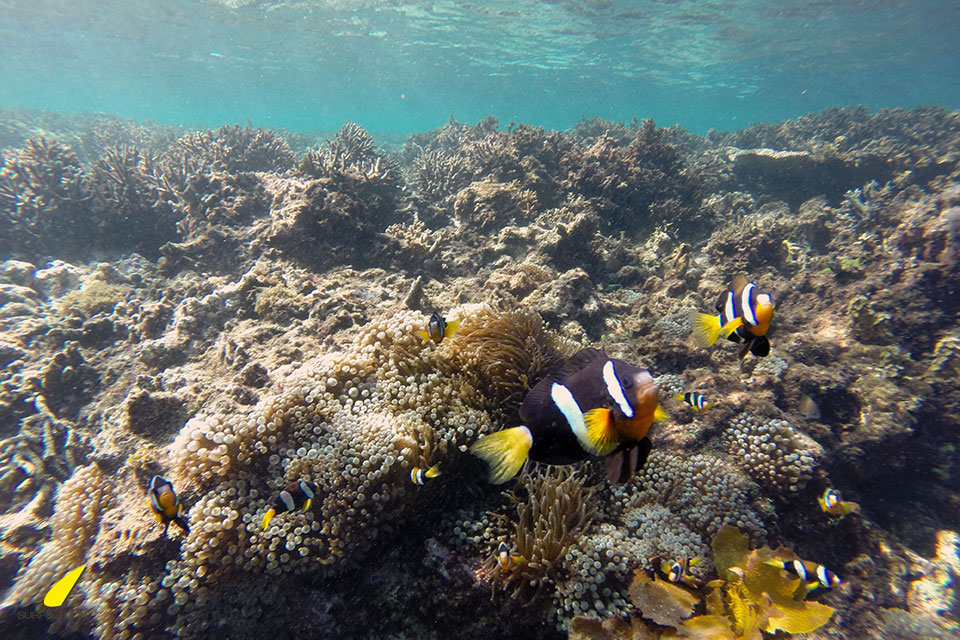 10 Lokasi snorkeling paling cantik di dunia, Indonesia juga punya