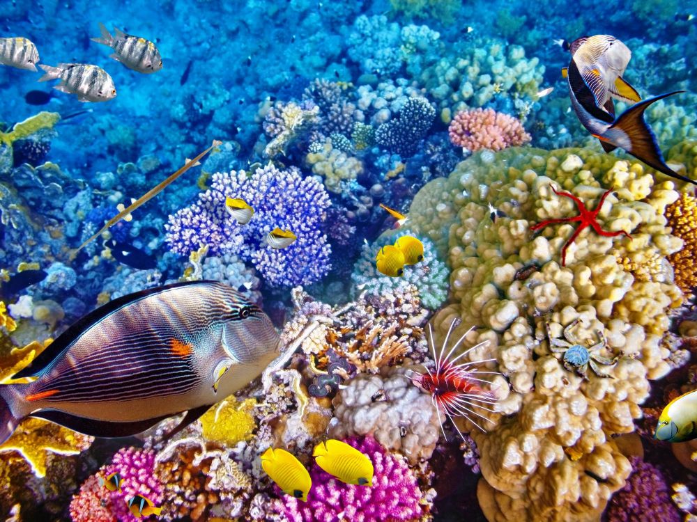 10 Lokasi snorkeling paling cantik di dunia, Indonesia juga punya