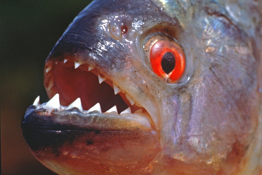Ini 10 ikan paling mematikan di dunia, ada yang tubuhnya berlistrik
