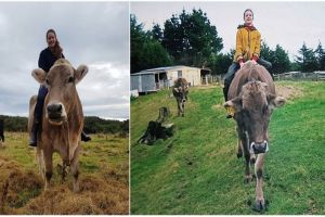 Gadis ini latih sapinya menjadi kuda, alasannya mengejutkan