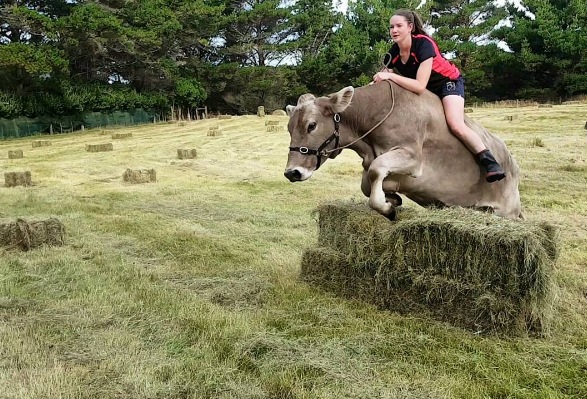 Gadis ini latih sapinya menjadi kuda, alasannya mengejutkan