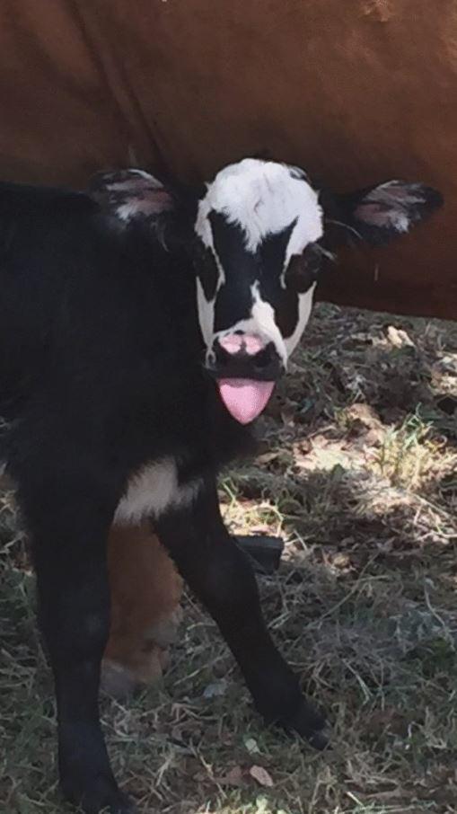 Anak sapi ini punya corak kulit unik, disebut mirip personel KISS