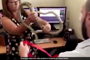 Cara wanita ini tangkap ular berani banget, cuma pakai hanger