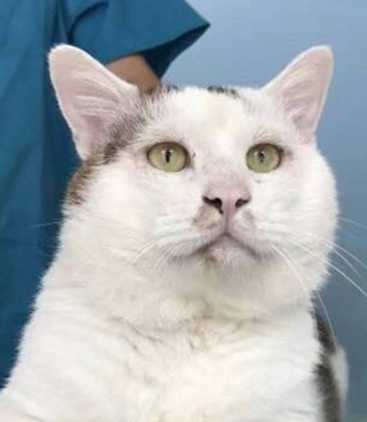 Operasi kelopak mata, kucing ini sekarang jadi idola netizen