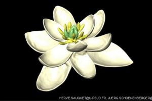 Ilmuwan temukan bentuk bunga purba tertua, usianya 140 juta tahun