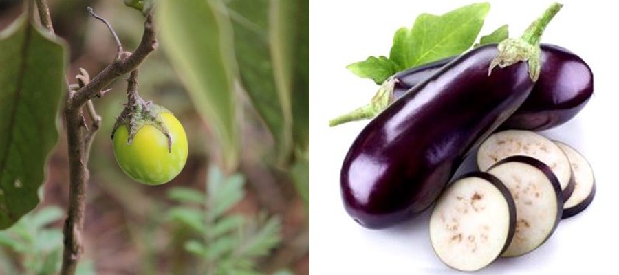 6 Foto buah sayur sebelum dan sesudah dibudidayakan, beda banget