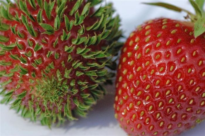 11 Foto ini bukti buah & sayur bisa 'bermutasi' jadi mengerikan