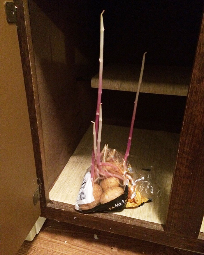 11 Foto ini bukti buah & sayur bisa 'bermutasi' jadi mengerikan