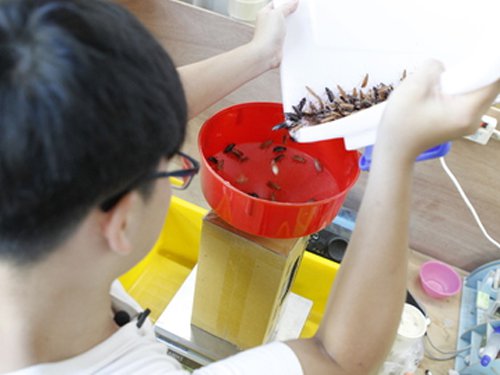 Berkat jualan kecoak, mahasiswa ini kantongi uang Rp 90 juta per bulan