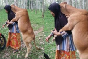 Potret kasih sayang sapi kurban kepada majikannya ini viral