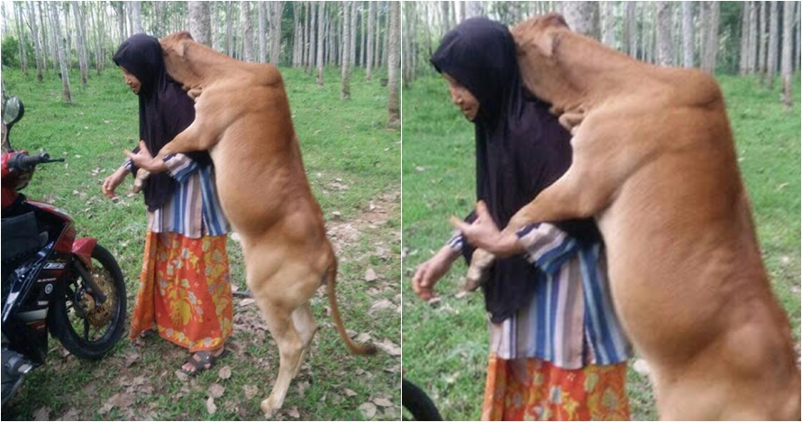 Potret kasih sayang sapi kurban kepada majikannya ini viral