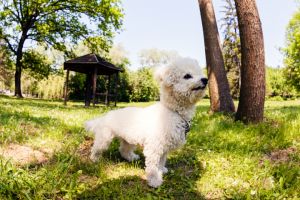 10 Hewan peliharaan terkaya di dunia, ada yang punya warisan Rp 1 T