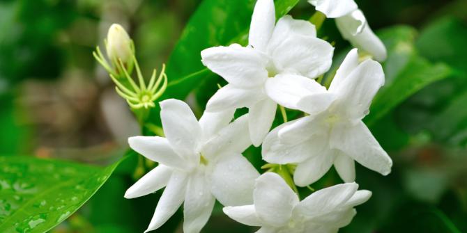 5 Bunga indah ini dipercaya bisa mengundang makhluk halus