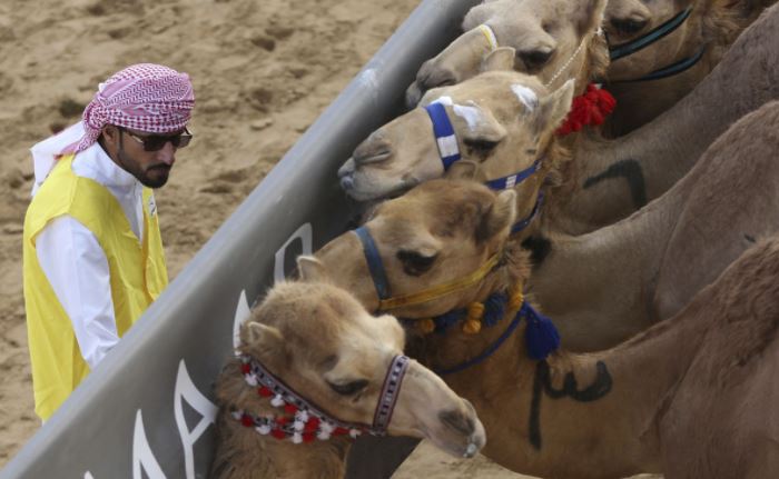 Ini tradisi balap unta Timur Tengah, hadiahnya puluhan miliar rupiah