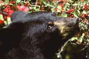Beruang kelaparan ini masuk mobil, kejadian selanjutnya tak disangka