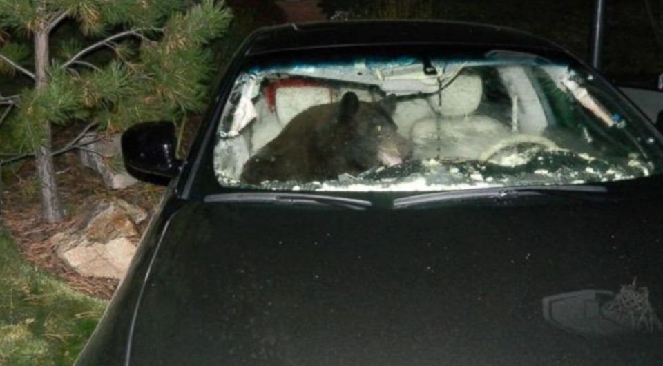 Beruang kelaparan ini masuk mobil, kejadian selanjutnya tak disangka